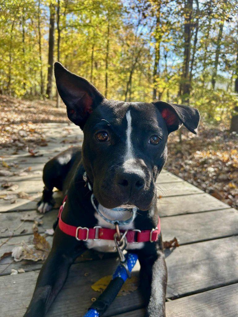 Ingrid, Adoptable, Young Female Mixed Breed.