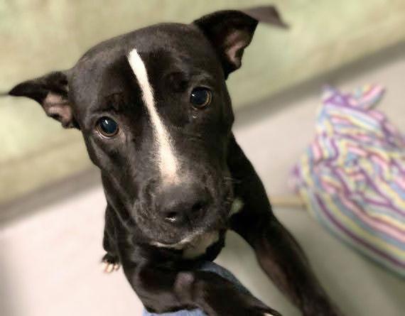 Enlarge Ingrid, a Adoptable Mixed Breed in Durham, NC image 2/2