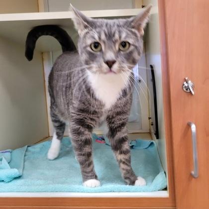 Tom Tom, a Adoptable Domestic Short Hair in Hamilton, NJ image 1/3