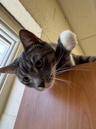 Tom Tom, Adoptable, Young Male Domestic Short Hair & Domestic Short Hair.