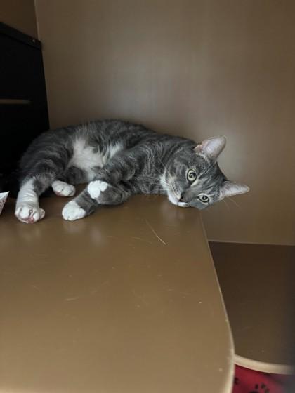 Tom Tom, a Adoptable Domestic Short Hair in Hamilton, NJ image 3/3