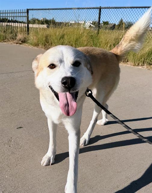 BRADLEY, Adoptable, Adult Male Labrador Retriever & Mixed Breed.