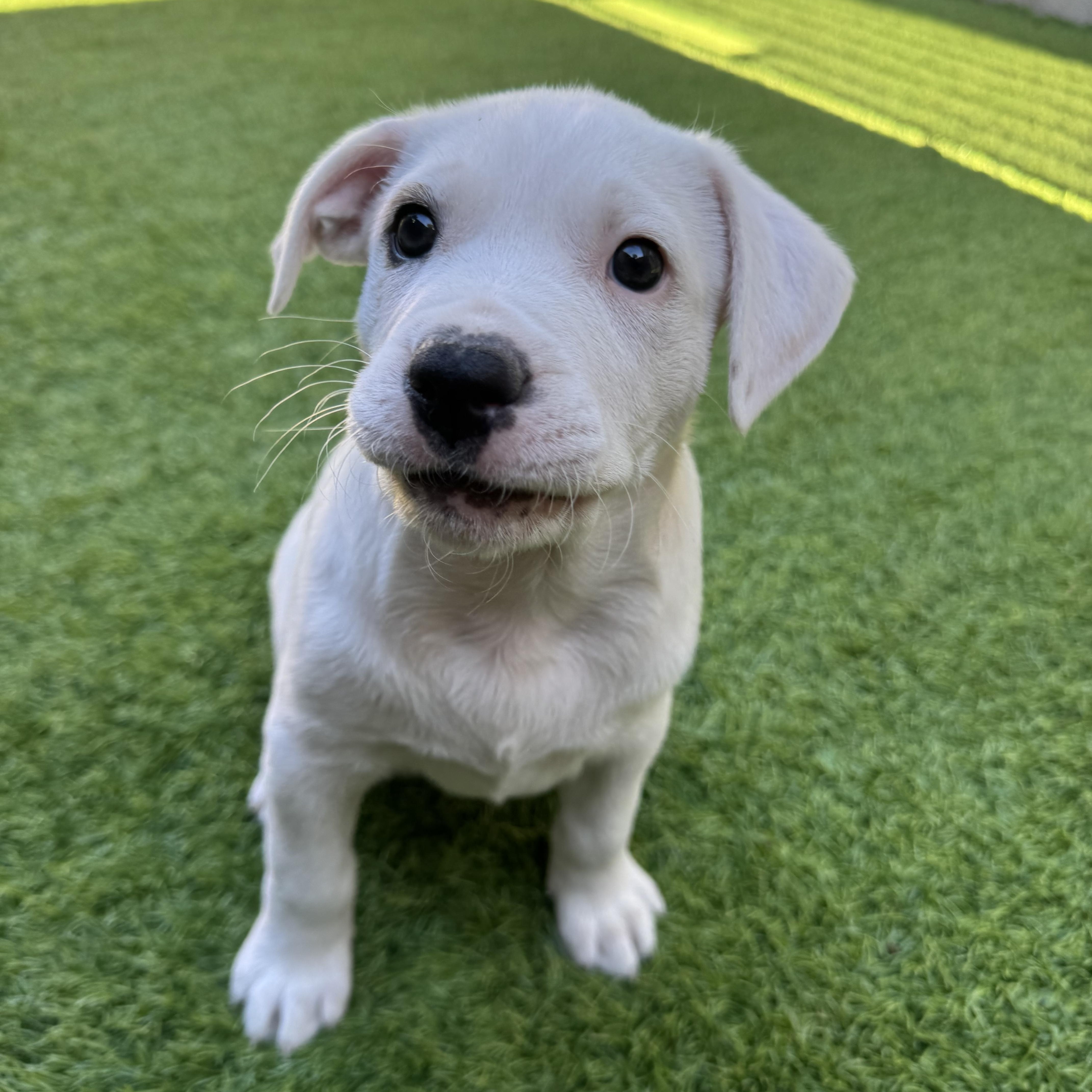 Venus, Adoptable, Puppy Female Mixed Breed.