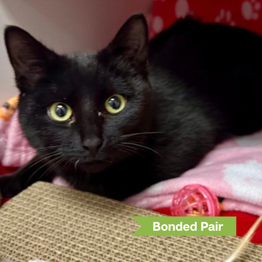 Enlarge Jingles, an adoptable Domestic Short Hair in Reisterstown, MD image 1/1