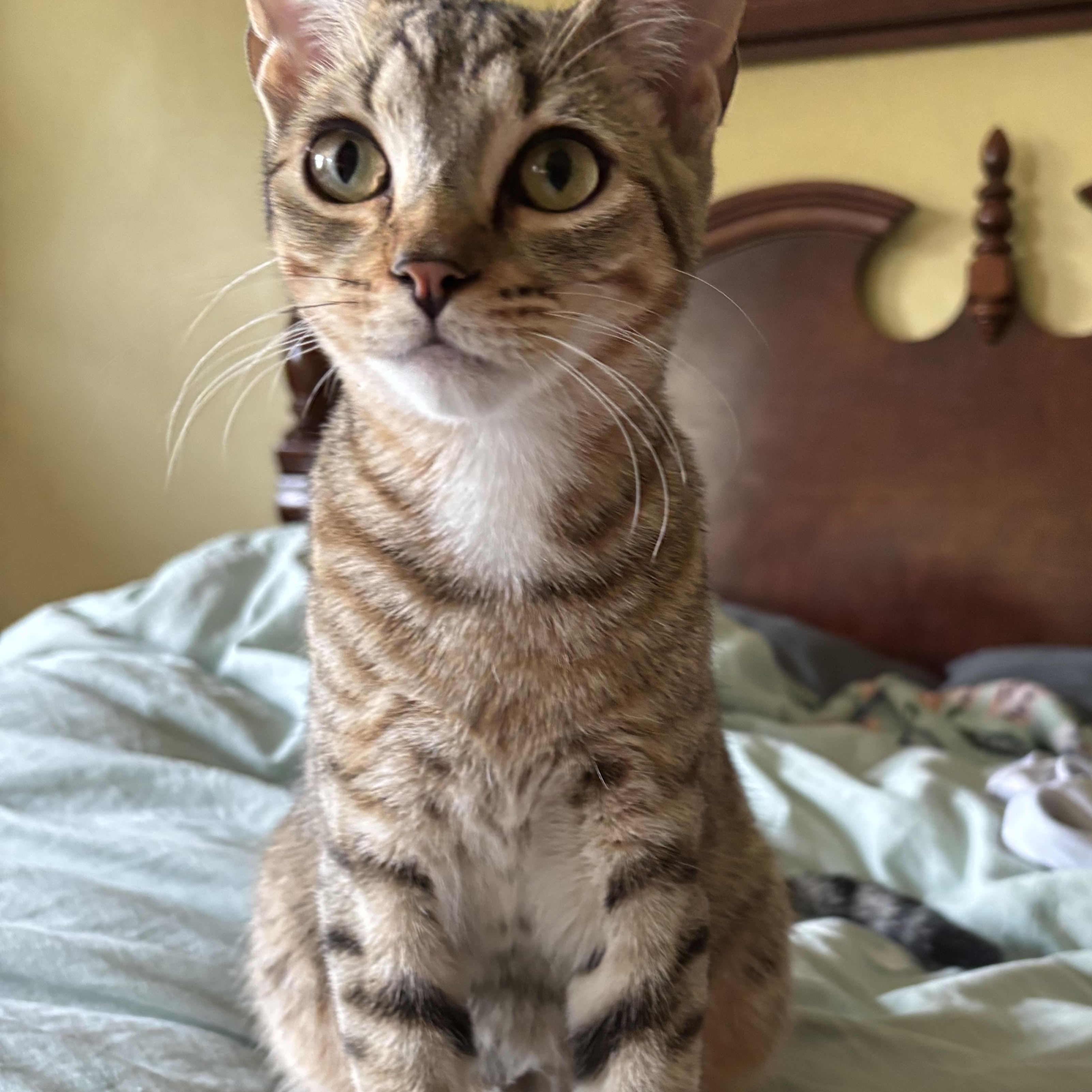 Enlarge Cola, a Adoptable Domestic Short Hair in Alexandria, IN image 3/6