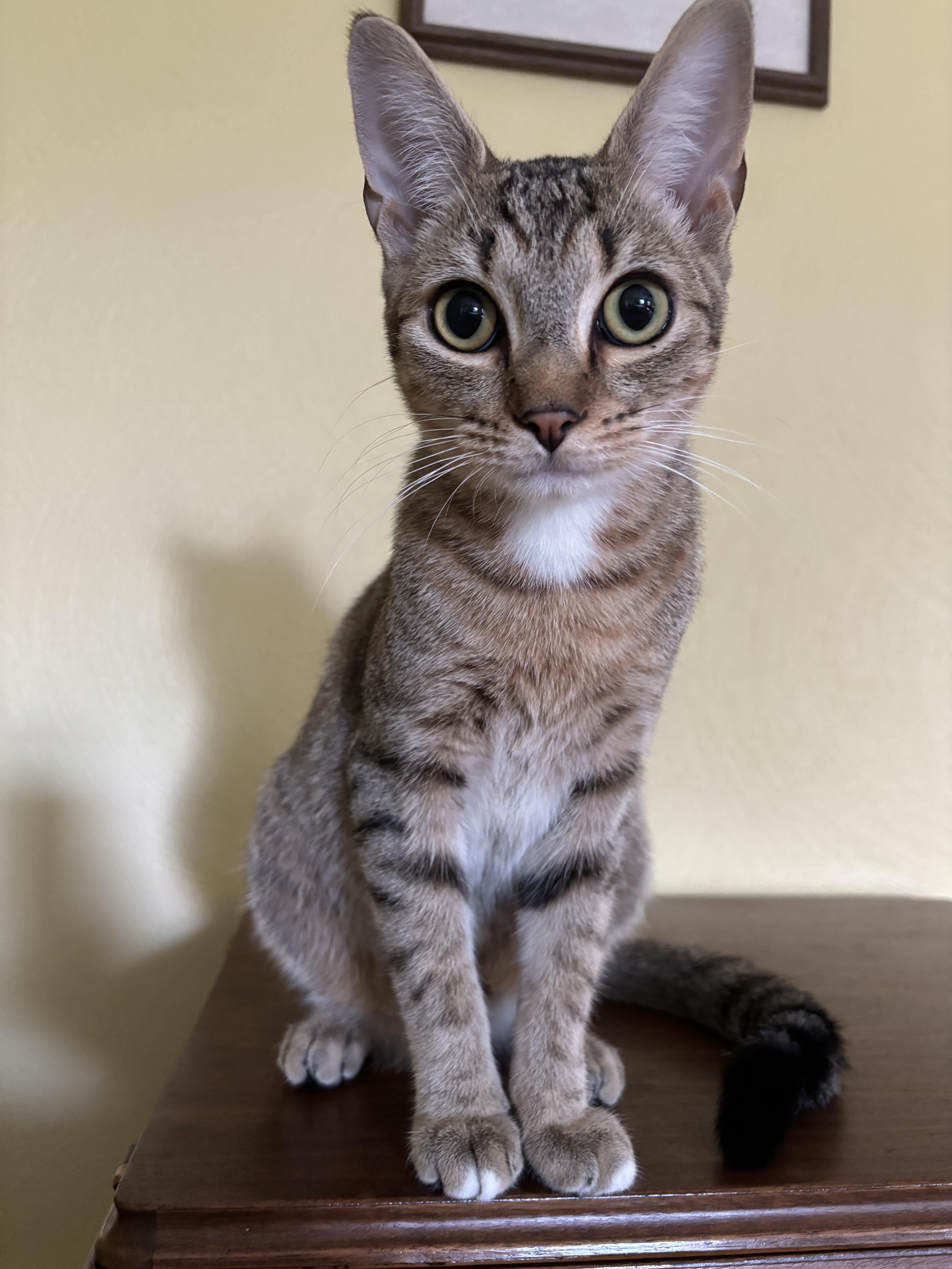 Enlarge Cola, a Adoptable Domestic Short Hair in Alexandria, IN image 6/6