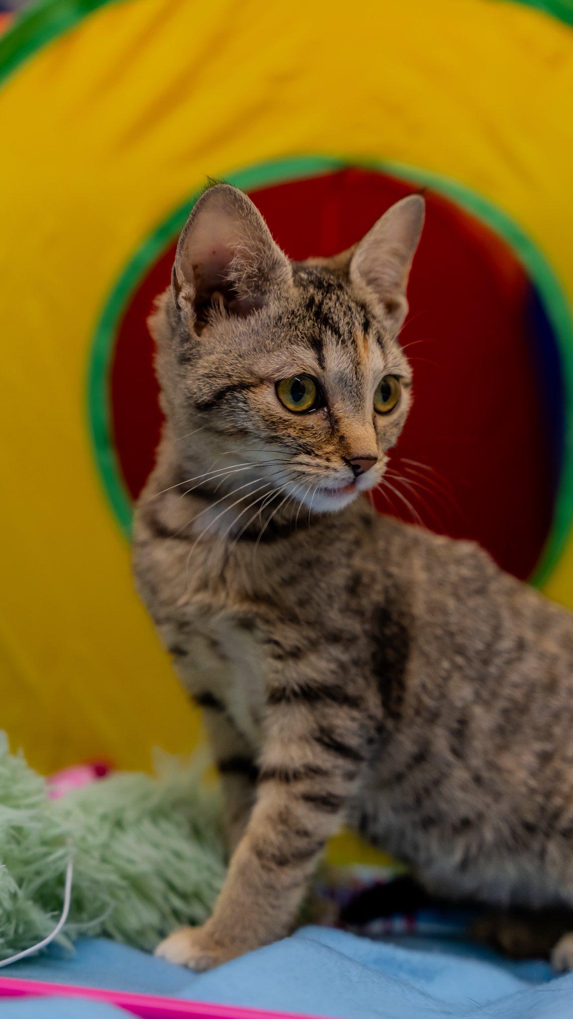 Enlarge Cola, a ADOPTABLE Domestic Short Hair in Alexandria, IN image 2/2
