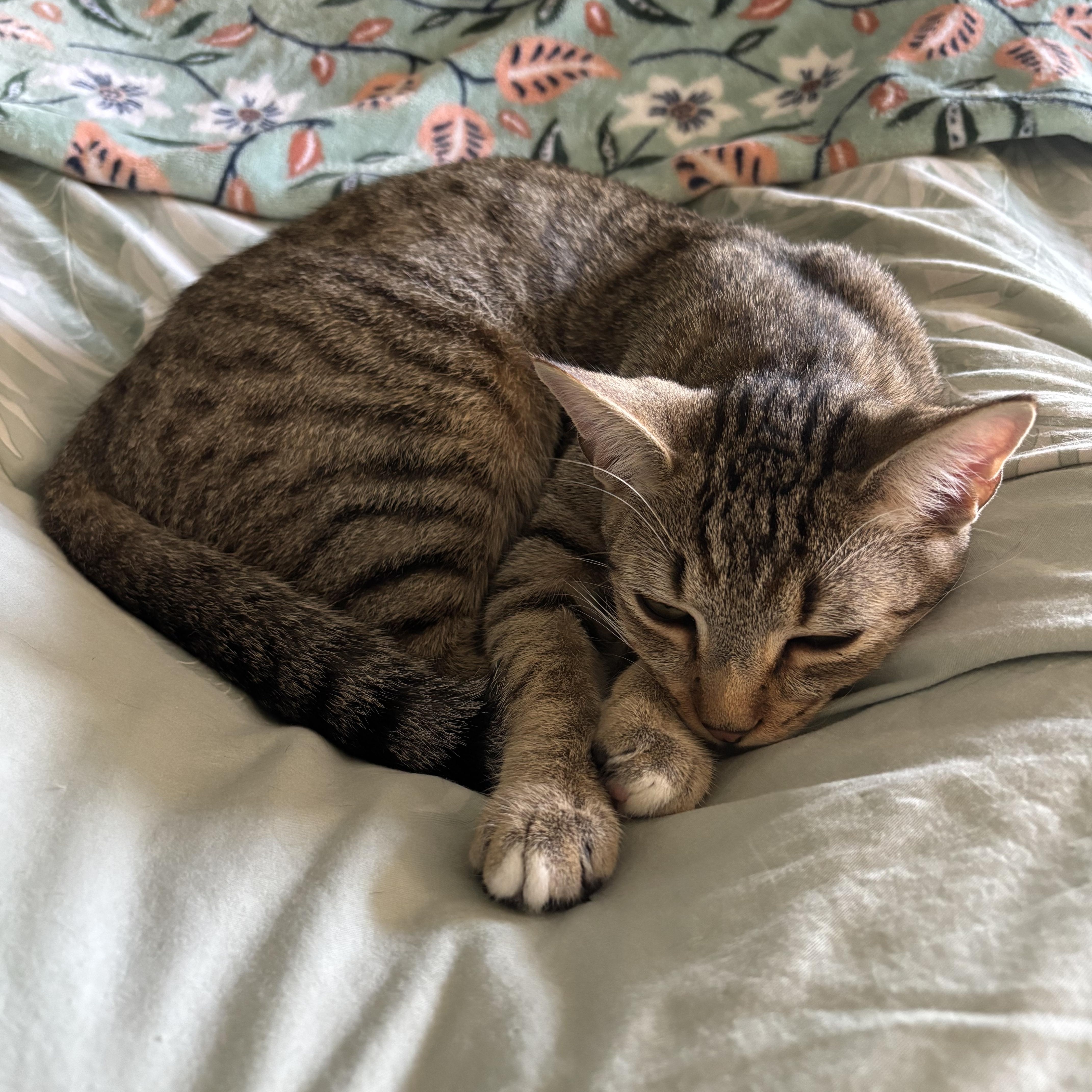 Enlarge Cola, a Adoptable Domestic Short Hair in Alexandria, IN image 5/6