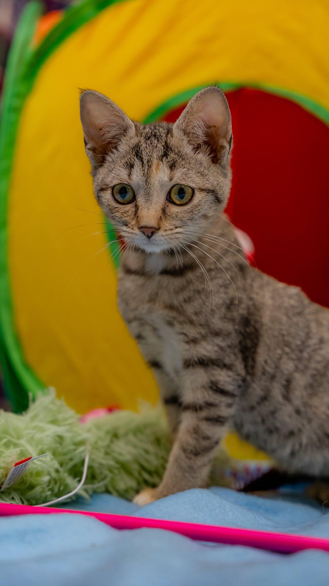 Cola, ADOPTABLE, Kitten Male Domestic Short Hair.