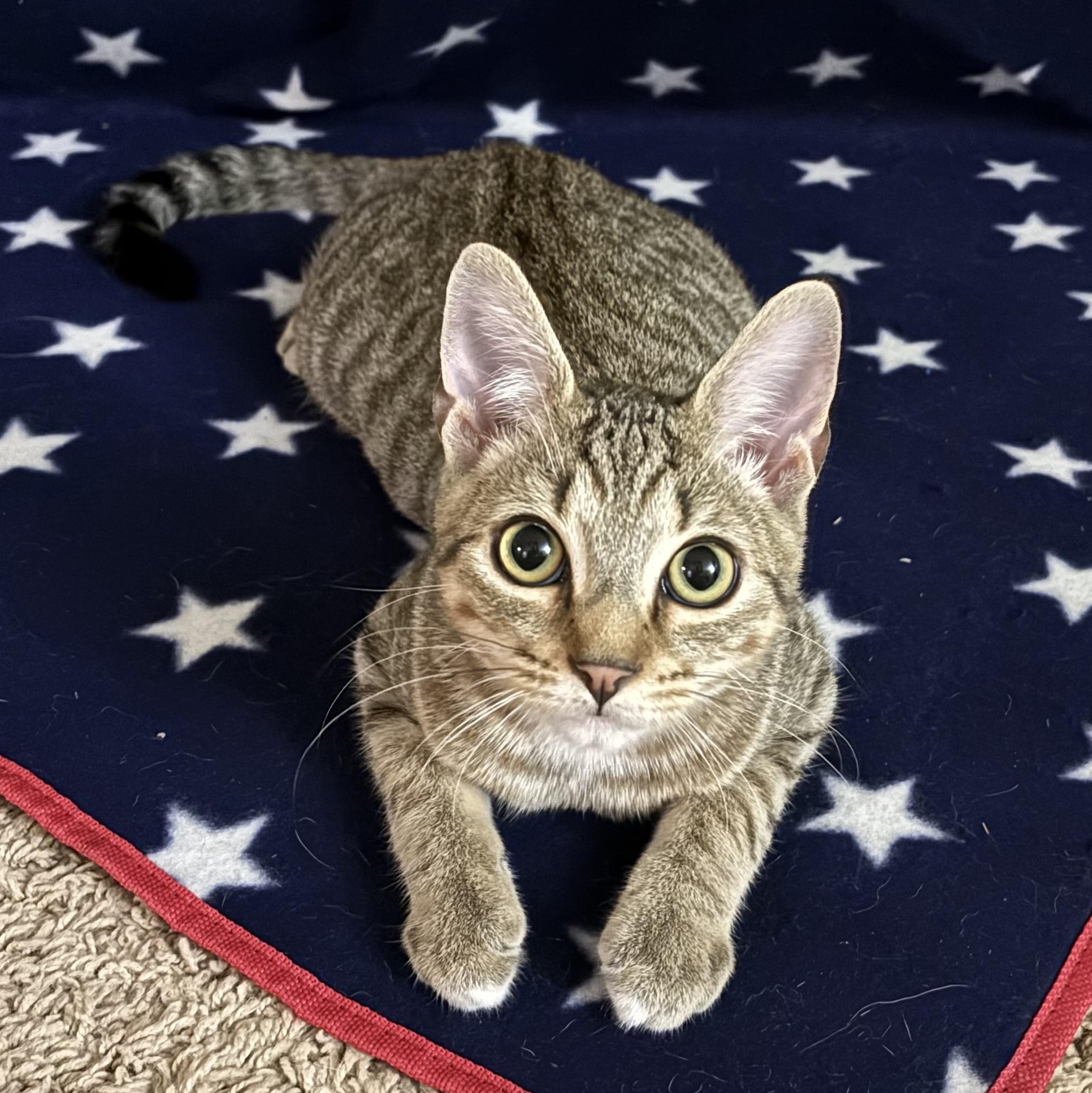 Enlarge Cola, a Adoptable Domestic Short Hair in Alexandria, IN image 1/6