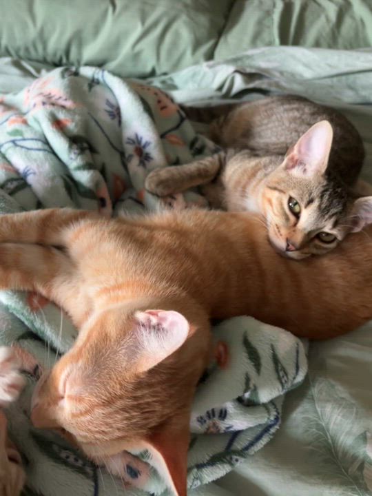 Enlarge Cola, a Adoptable Domestic Short Hair in Alexandria, IN video 4/6