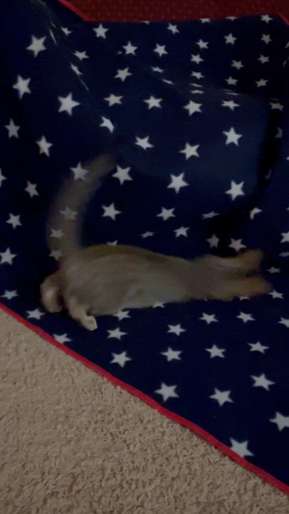 Enlarge Cola, a Adoptable Domestic Short Hair in Alexandria, IN video 2/6