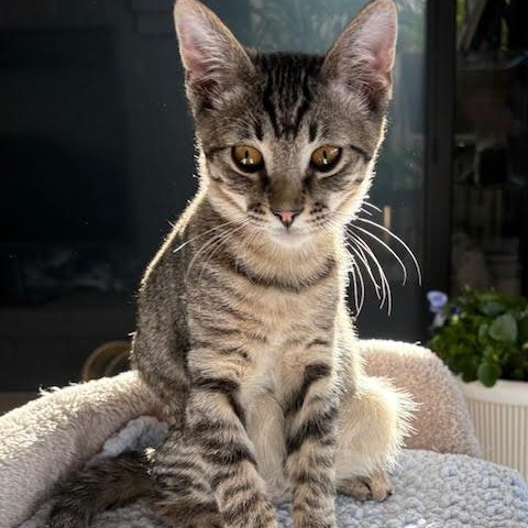 Enlarge Tony Shah, a Adoptable Domestic Short Hair in Denver, CO image 6/6