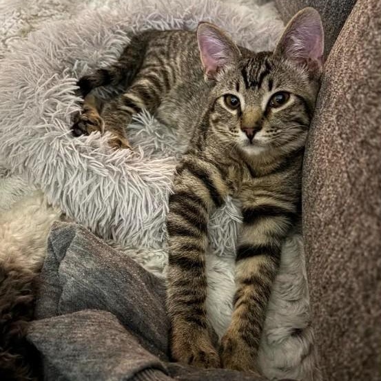 Enlarge Tony Shah, an adopted Domestic Short Hair in Denver, CO image 1/6