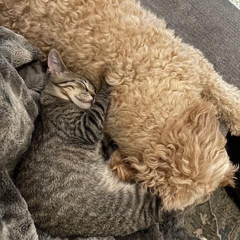 Enlarge Tony Shah, an adopted Domestic Short Hair in Denver, CO image 6/6