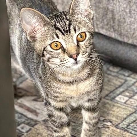 Tony Shah, Adoptable, Kitten Male Domestic Short Hair.