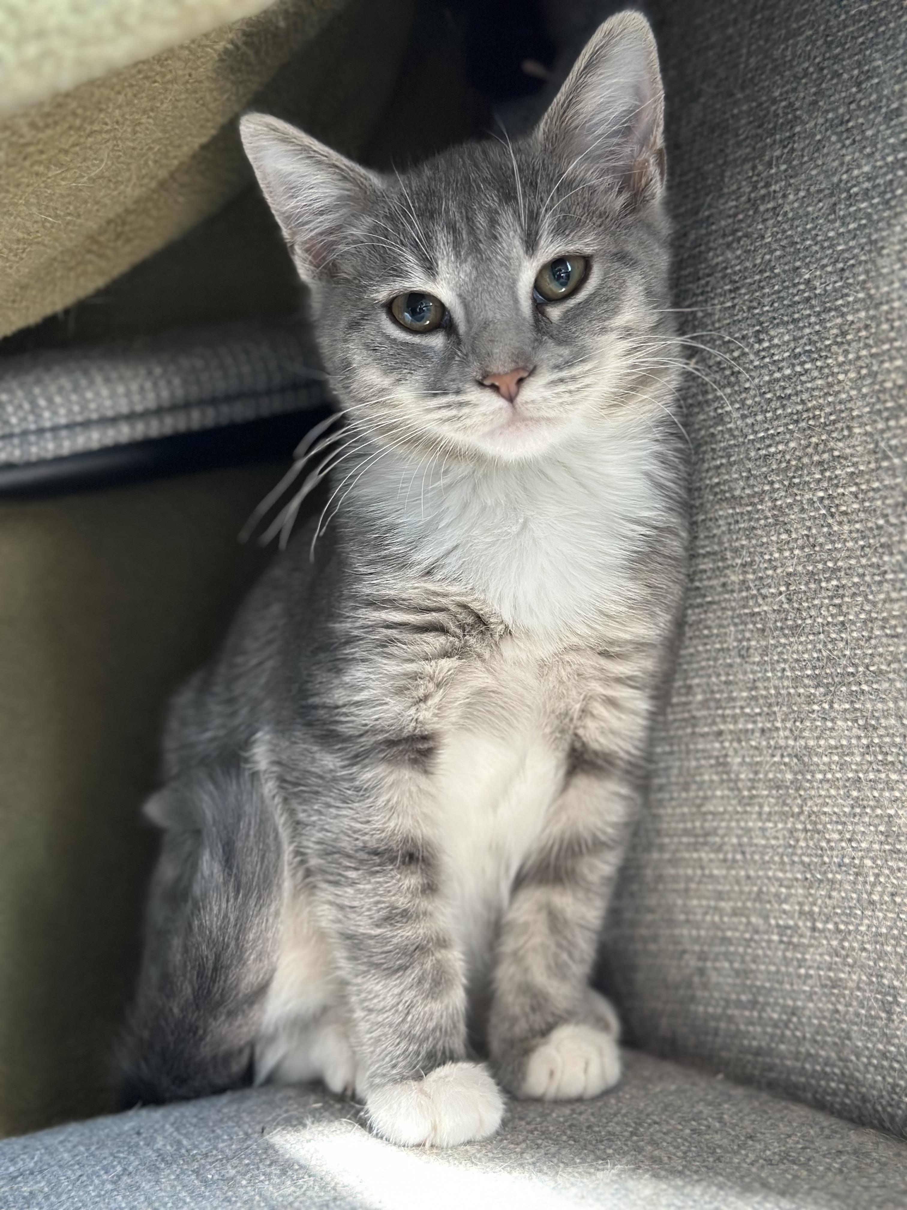 Cat for adoption - Little Joe, a Domestic Short Hair & Tabby