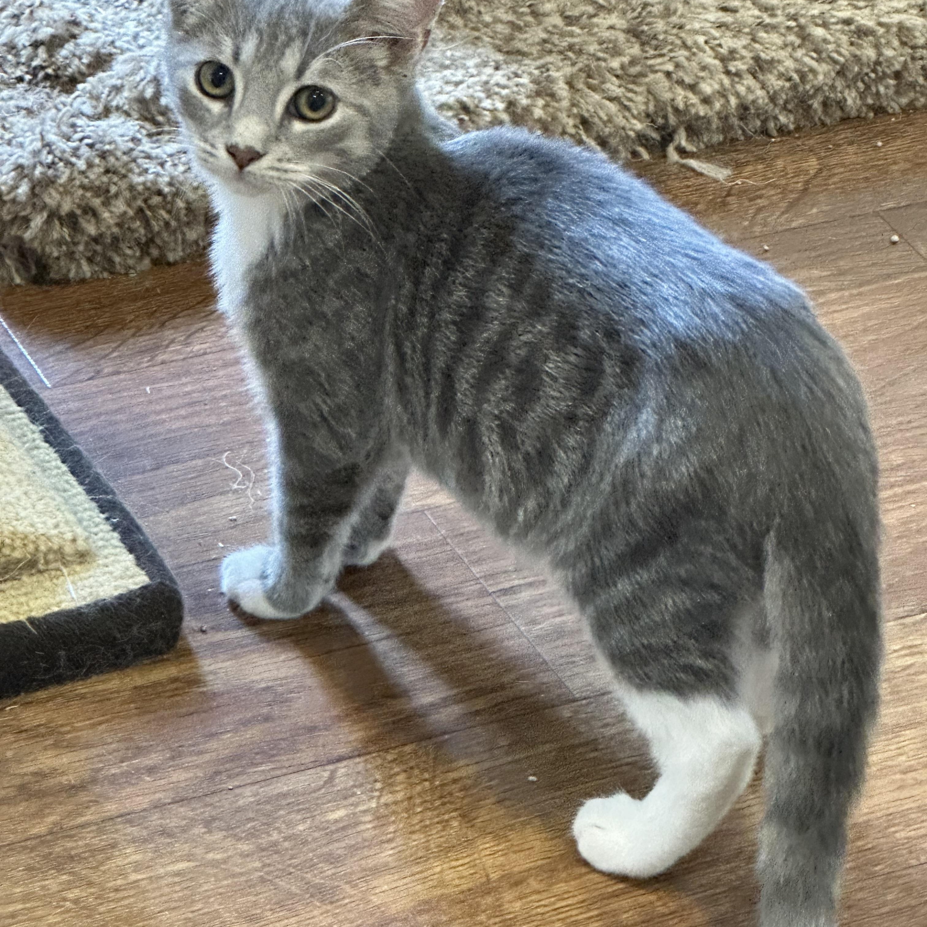 family cats　0618 Sandy/Striped Cat Family – kiddywampus