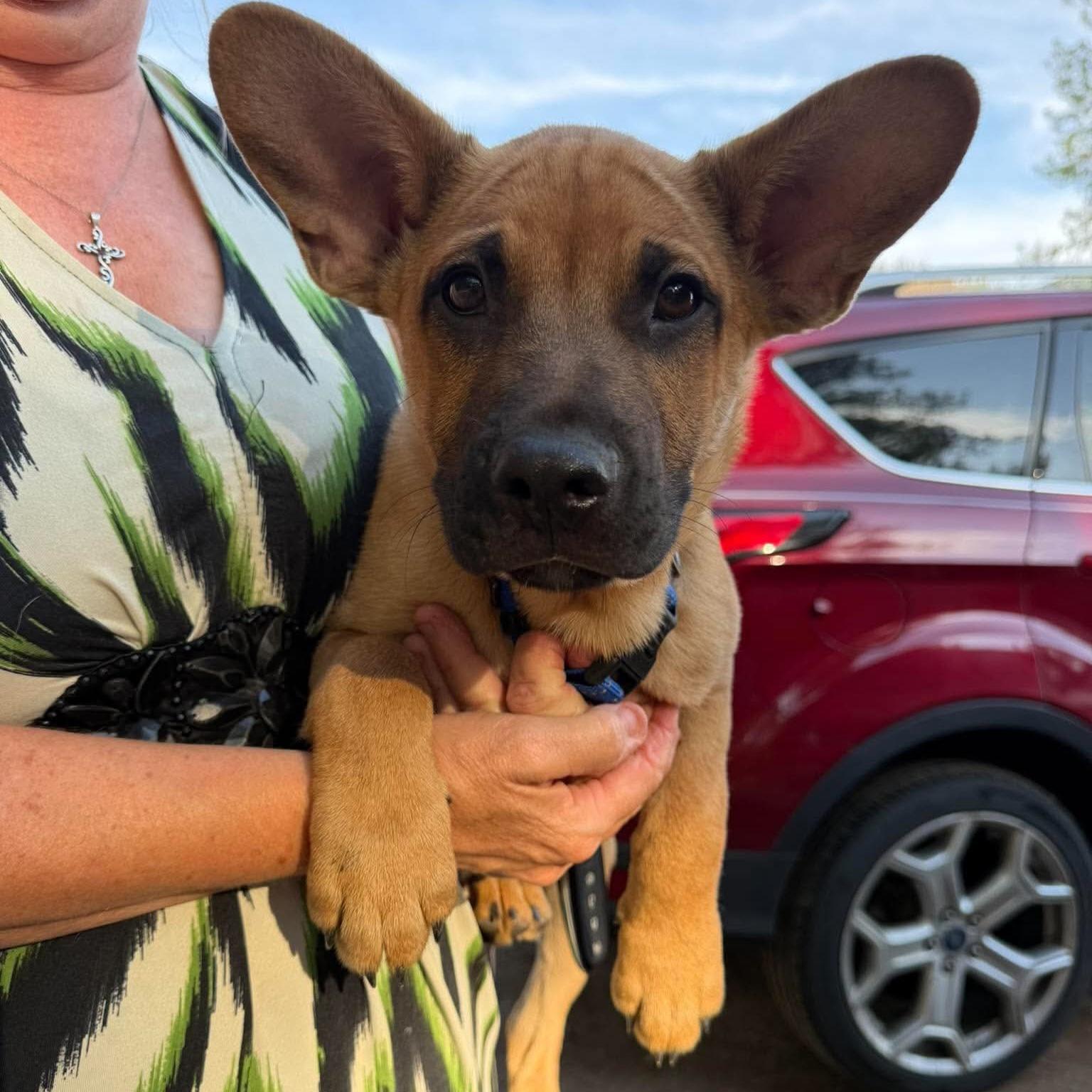 Enlarge Fred, a Adoptable mixed breed in Roseburg, OR image 3/5