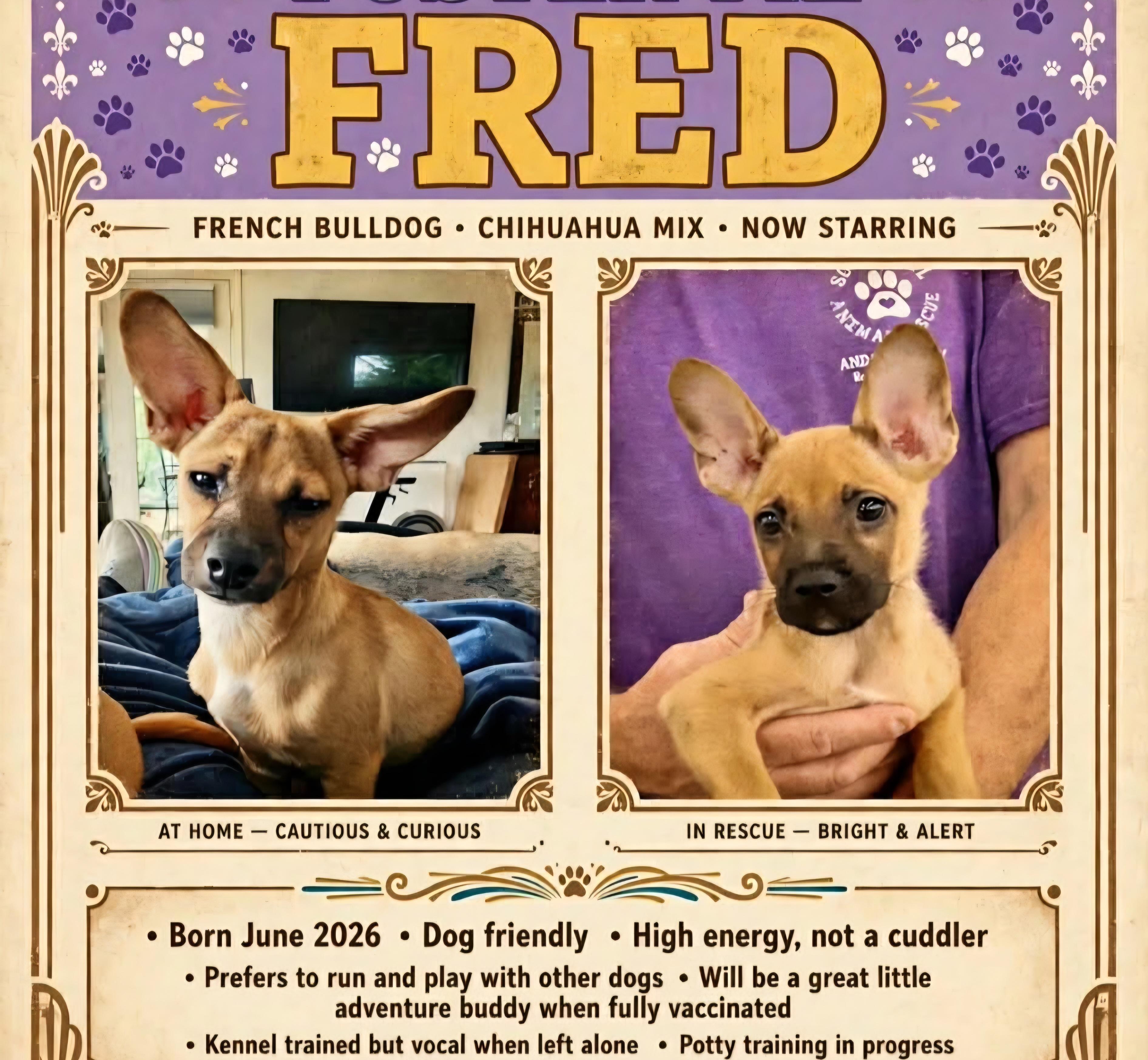 Fred, Adoptable, Puppy Male French Bulldog & Chihuahua.
