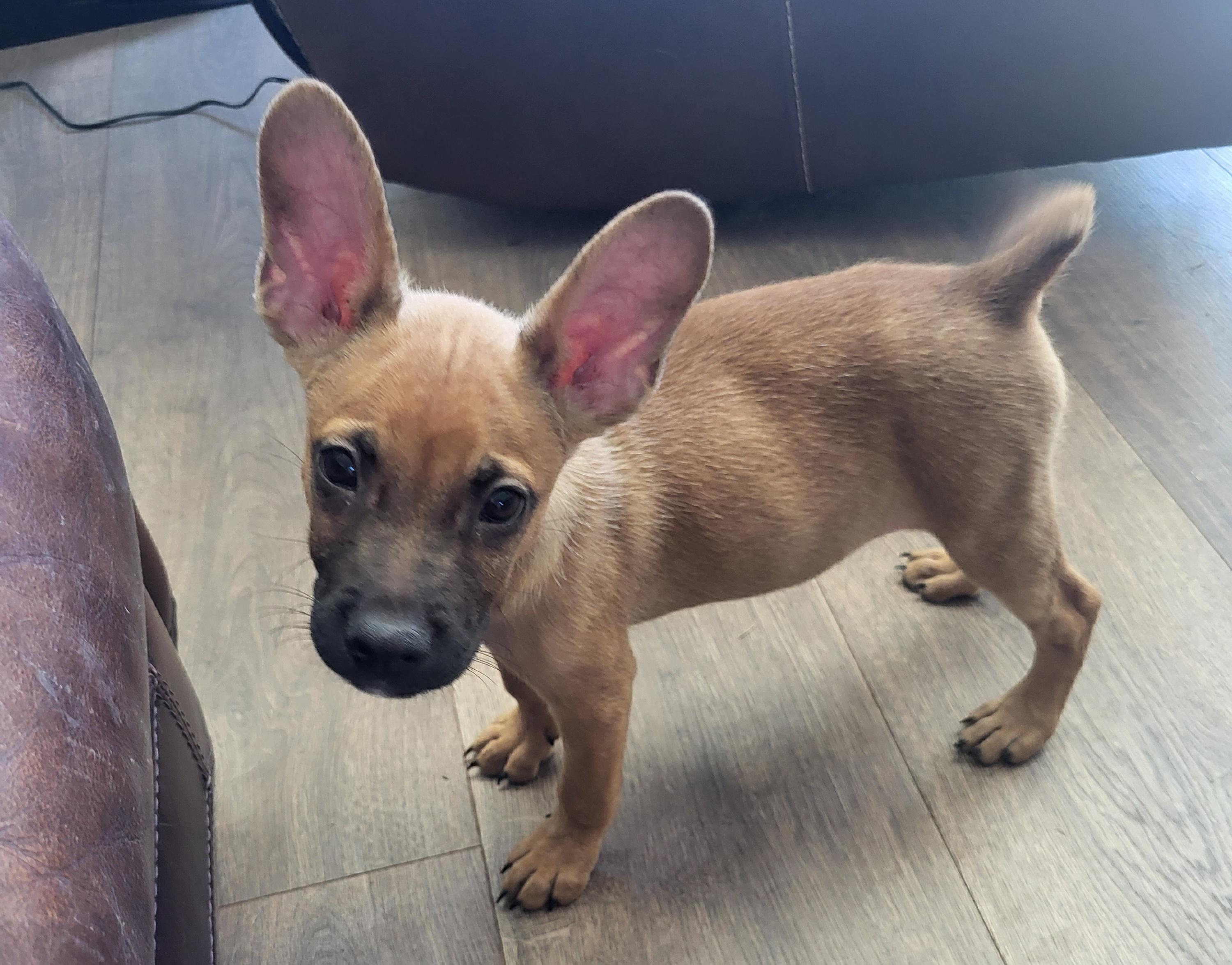 Fred, a Adoptable mixed breed in Roseburg, OR image 4/6