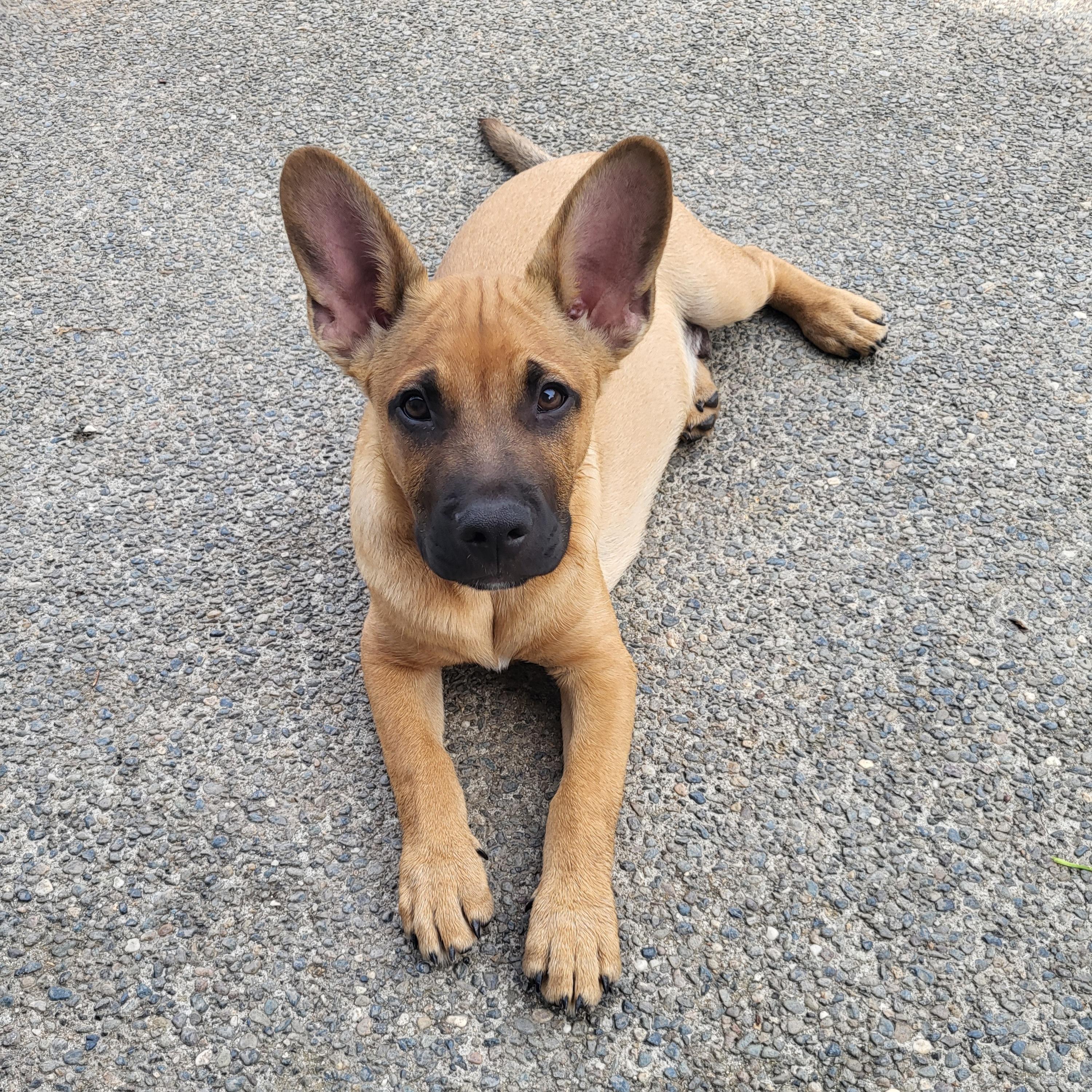 Enlarge Fred, a Adoptable mixed breed in Roseburg, OR image 2/5