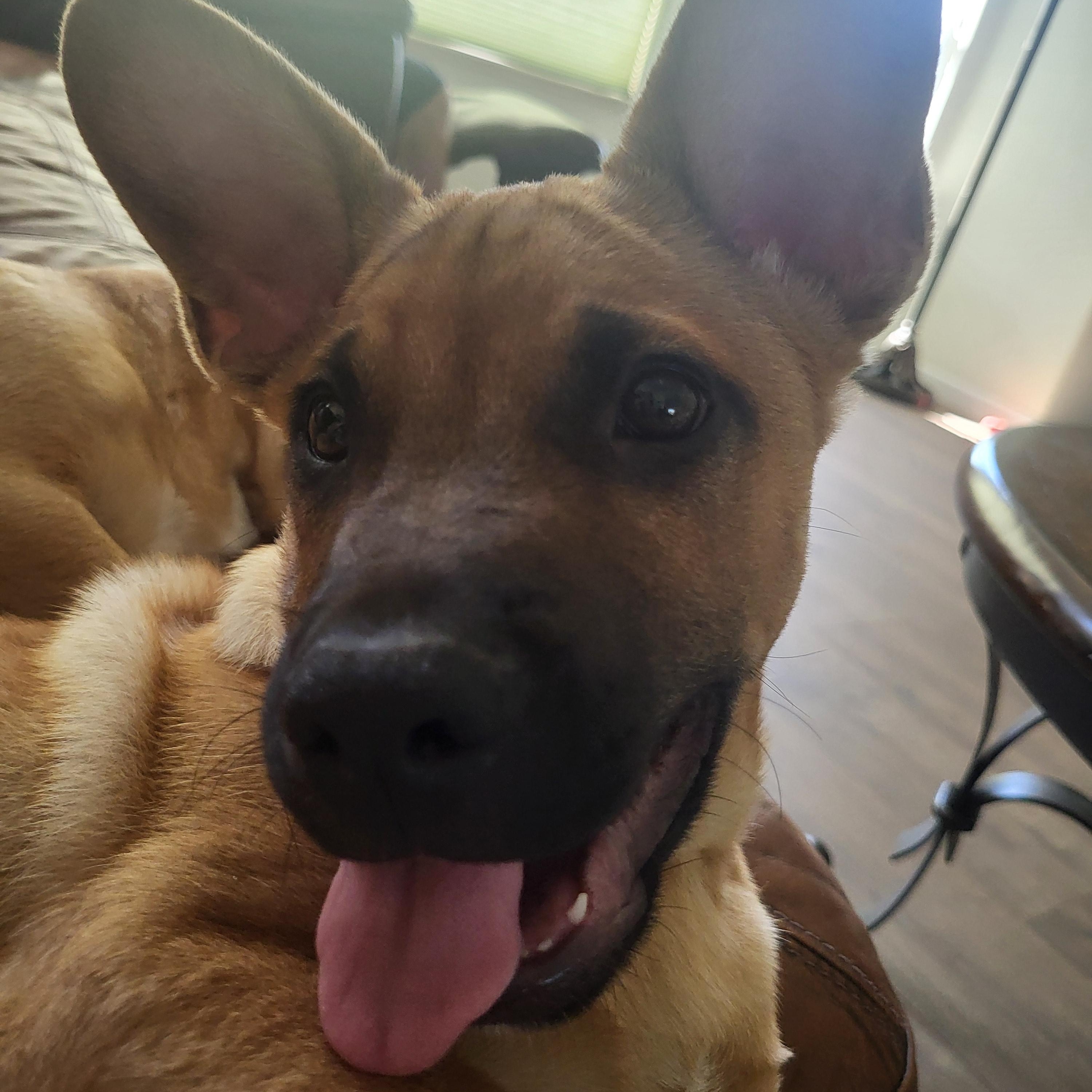 Fred, Adoptable, Puppy Male French Bulldog & Chihuahua.