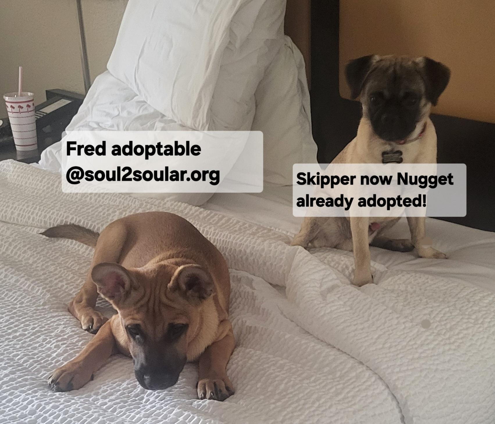 Enlarge Fred, a Adoptable mixed breed in Roseburg, OR image 6/6