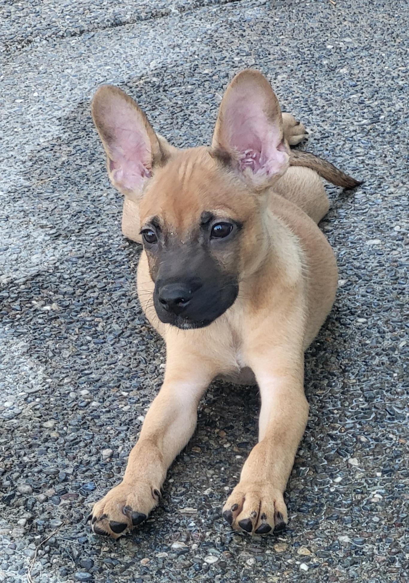 Fred, a Adoptable mixed breed in Roseburg, OR image 2/6