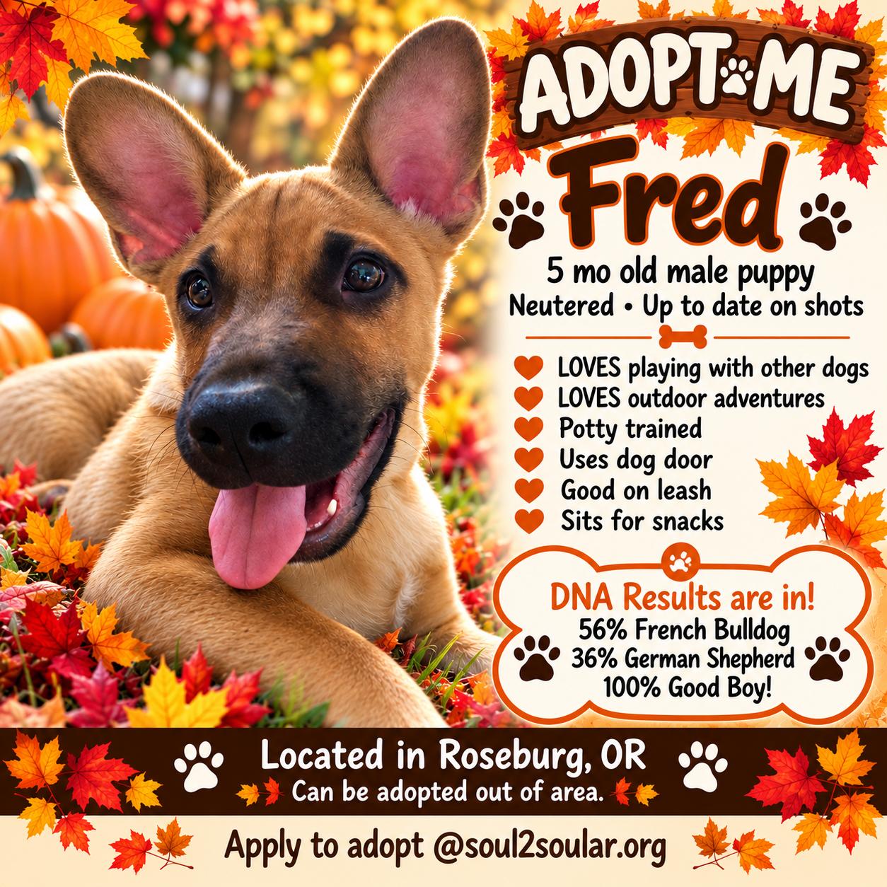 Fred, Adoptable, Puppy Male French Bulldog & German Shepherd Dog.
