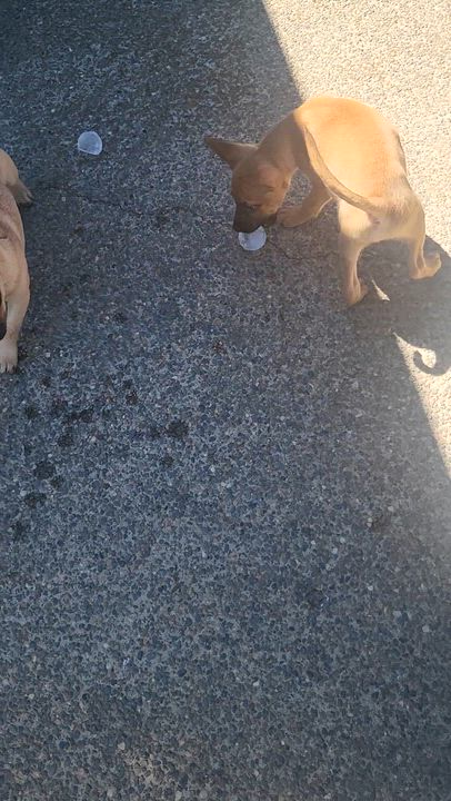 Enlarge Fred, a Adoptable mixed breed in Roseburg, OR video 5/6