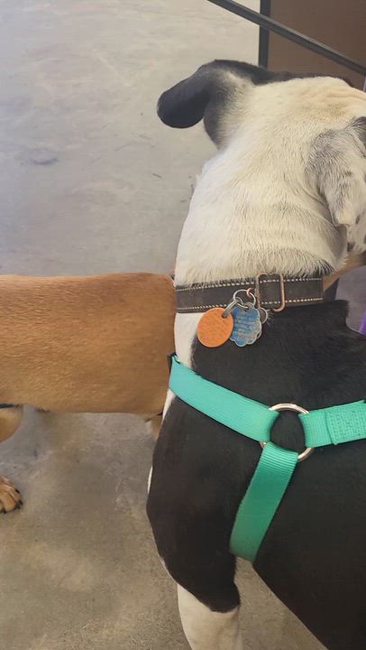 Enlarge Fred, a Adoptable mixed breed in Roseburg, OR video 5/5