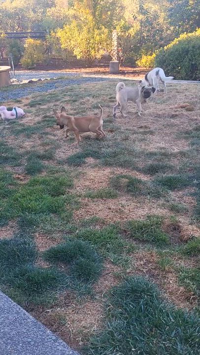 Enlarge Fred, a Adoptable mixed breed in Roseburg, OR video 6/6