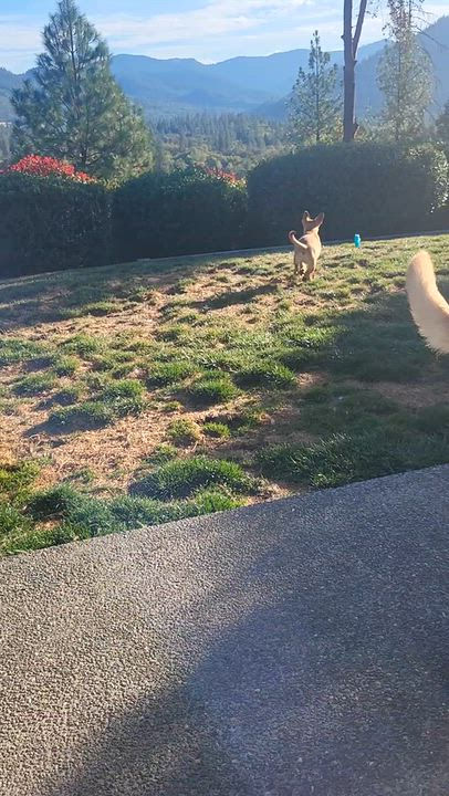 Enlarge Fred, a Adoptable mixed breed in Roseburg, OR video 4/5