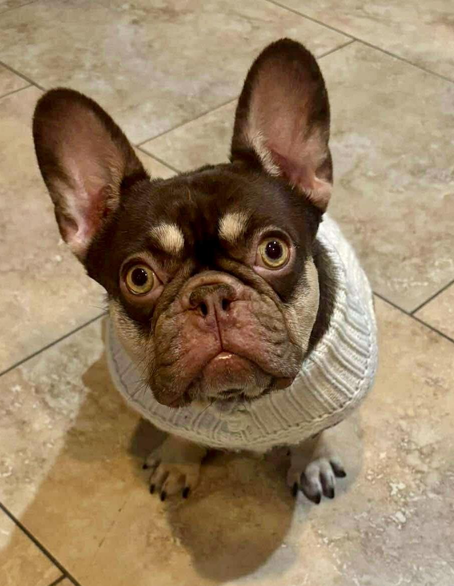 Luna, Adoptable, Young Female French Bulldog.