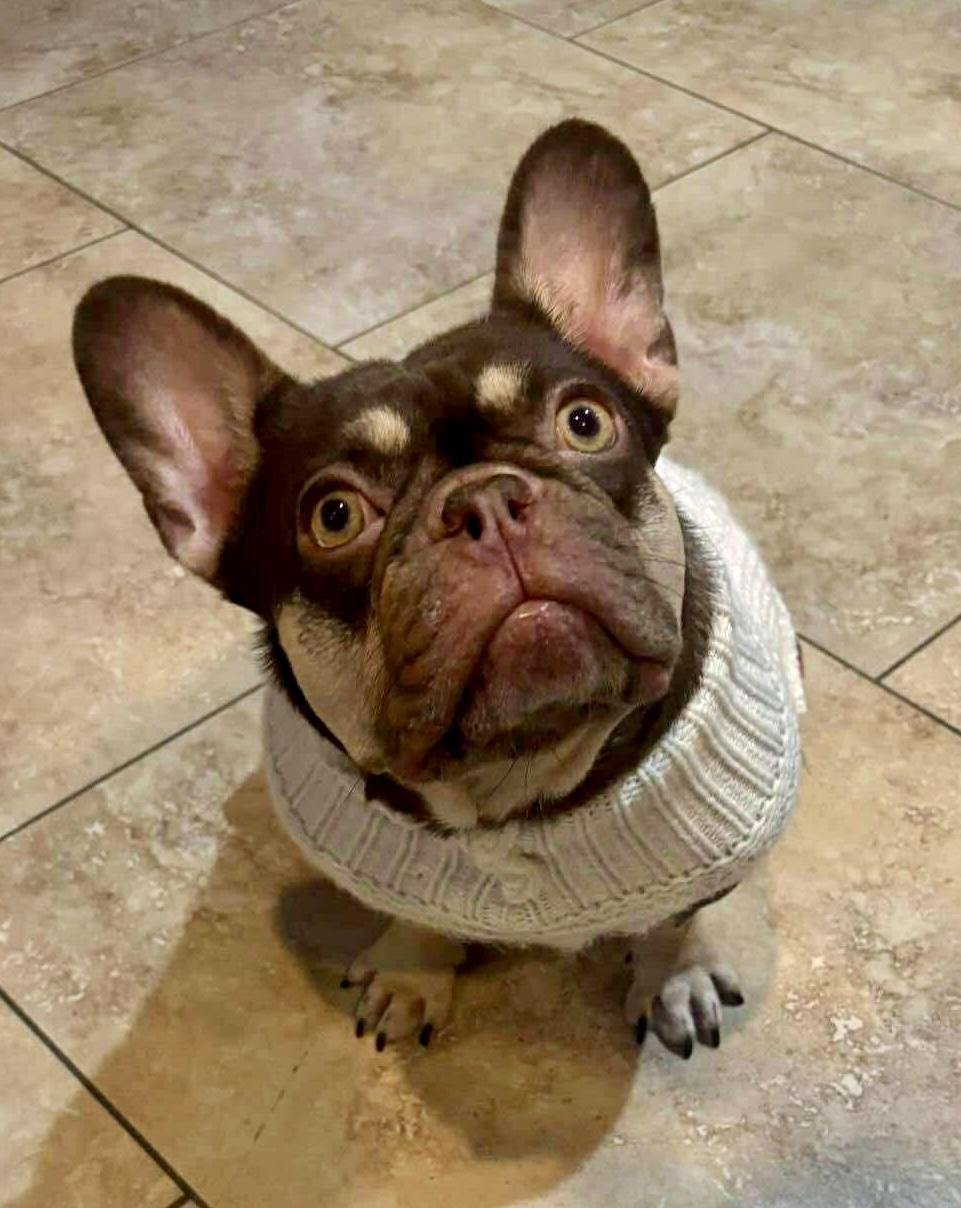 Luna, a Adoptable French Bulldog in Tarzana, CA image 2/6