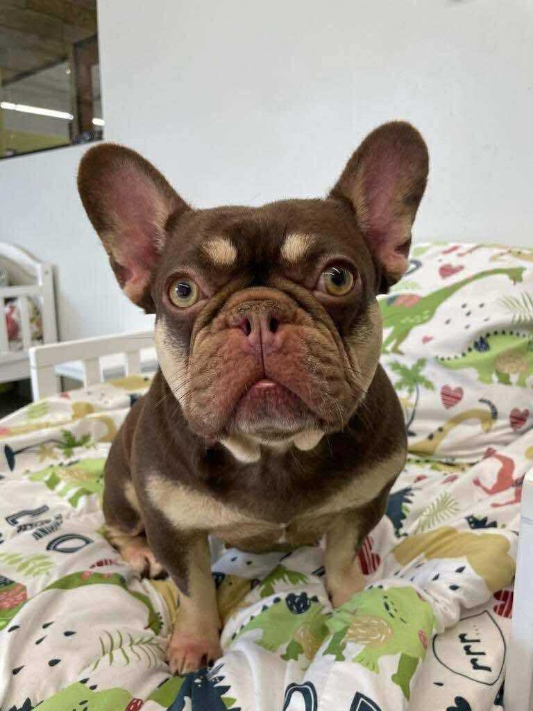 Luna, a Adoptable French Bulldog in Tarzana, CA image 3/6