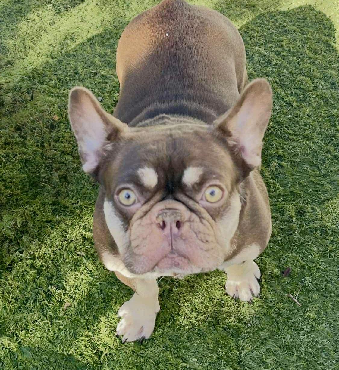 Luna, a Adoptable French Bulldog in Tarzana, CA image 4/6