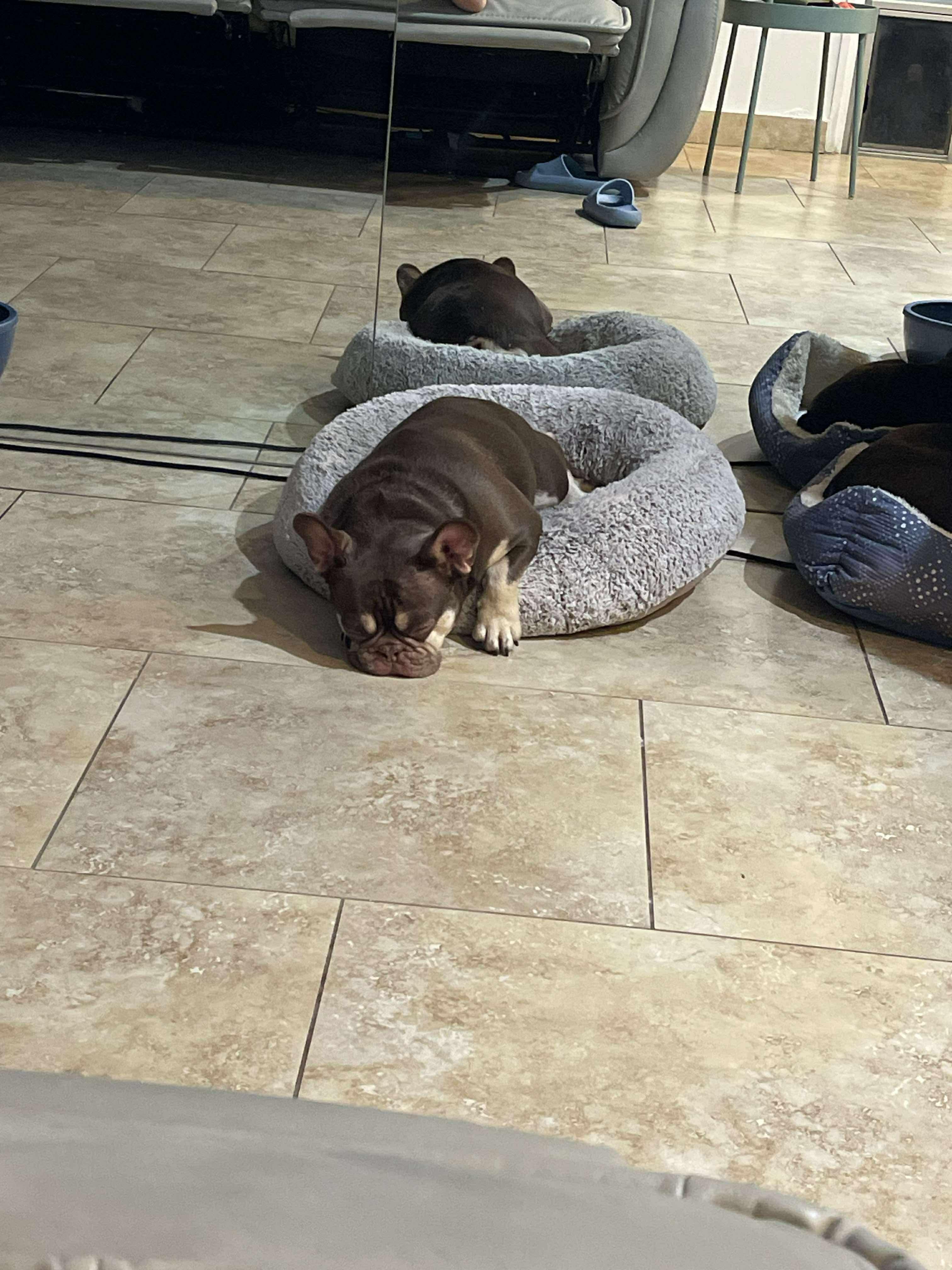 Luna, adopted, Young Female French Bulldog.