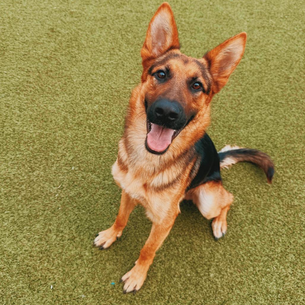 Enlarge Loki, a Adopted mixed breed in Hays, KS image 6/6