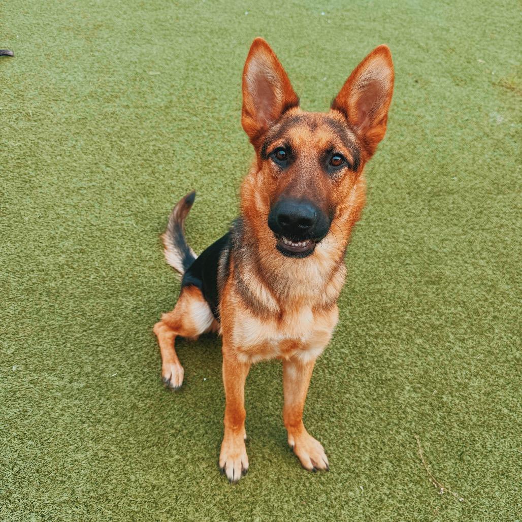 Enlarge Loki, a Adopted mixed breed in Hays, KS image 4/6