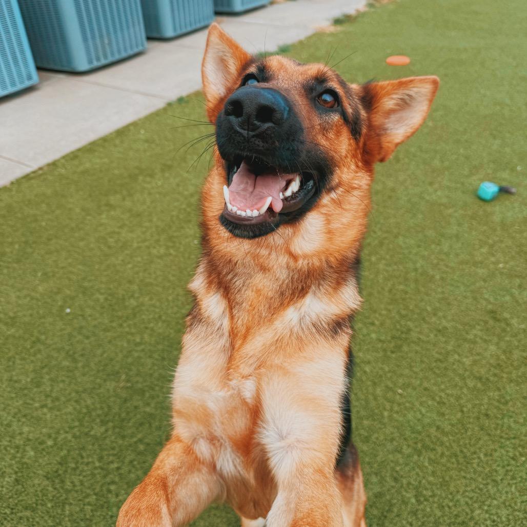 Enlarge Loki, a Adopted mixed breed in Hays, KS image 1/6