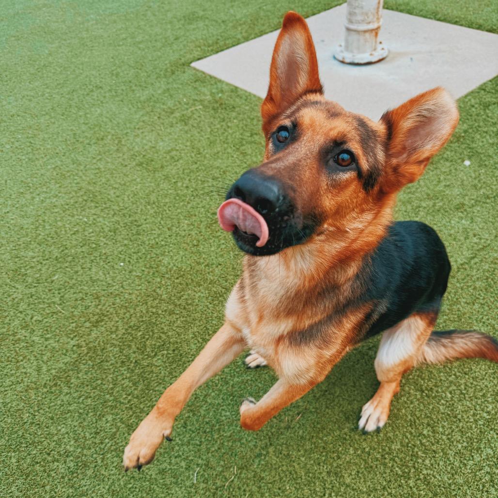 Enlarge Loki, a Adopted mixed breed in Hays, KS image 5/6