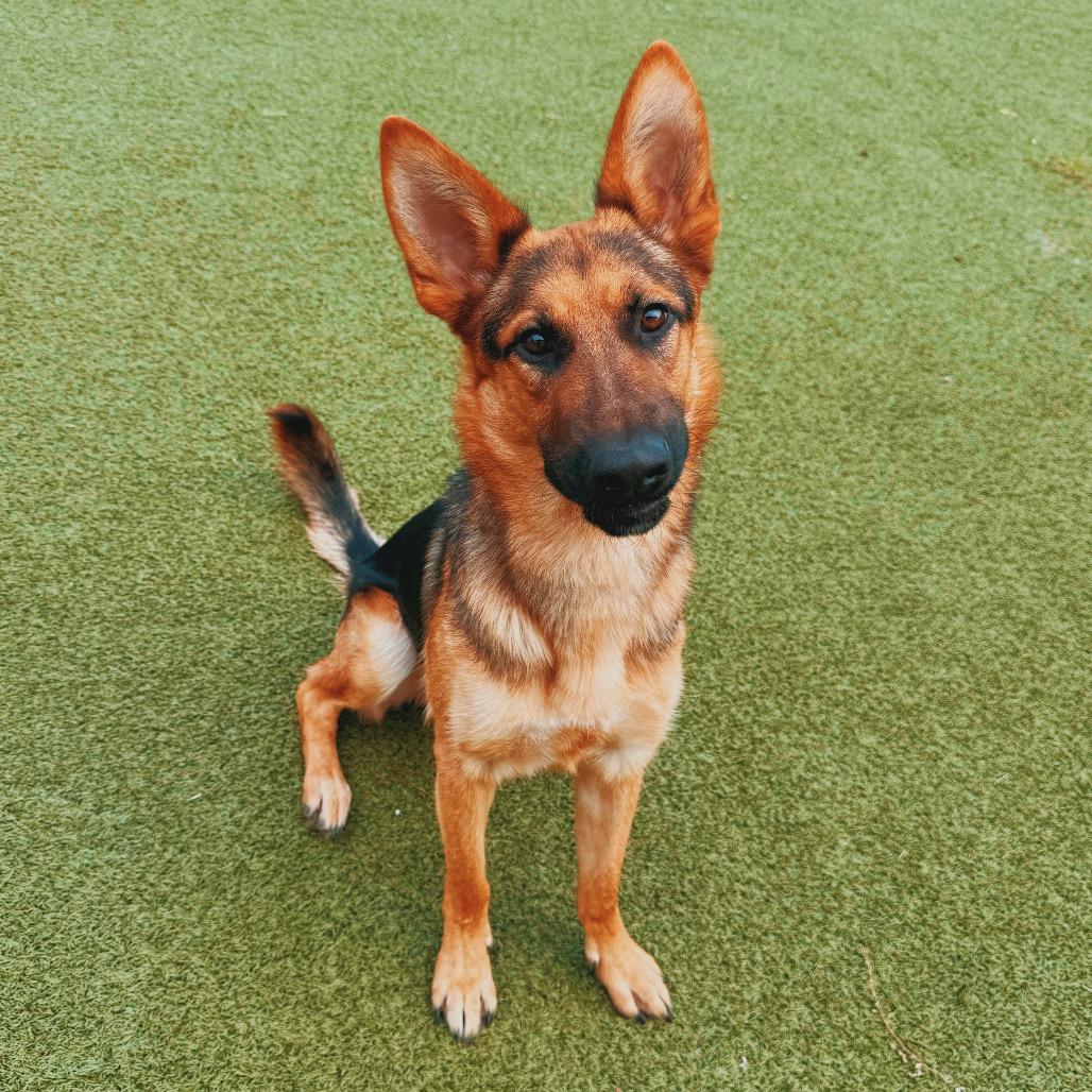 Enlarge Loki, a Adopted mixed breed in Hays, KS image 3/6