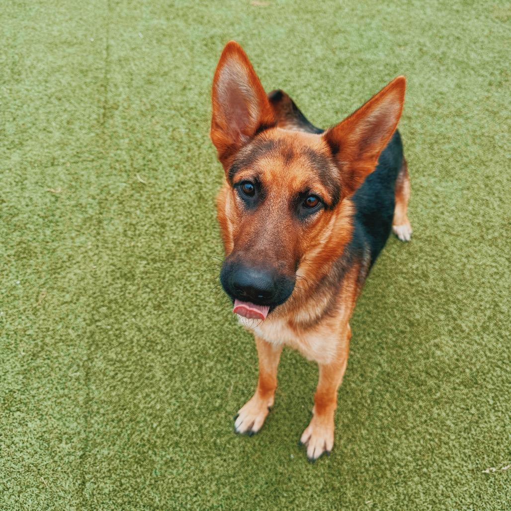 Enlarge Loki, a Adopted mixed breed in Hays, KS image 2/6