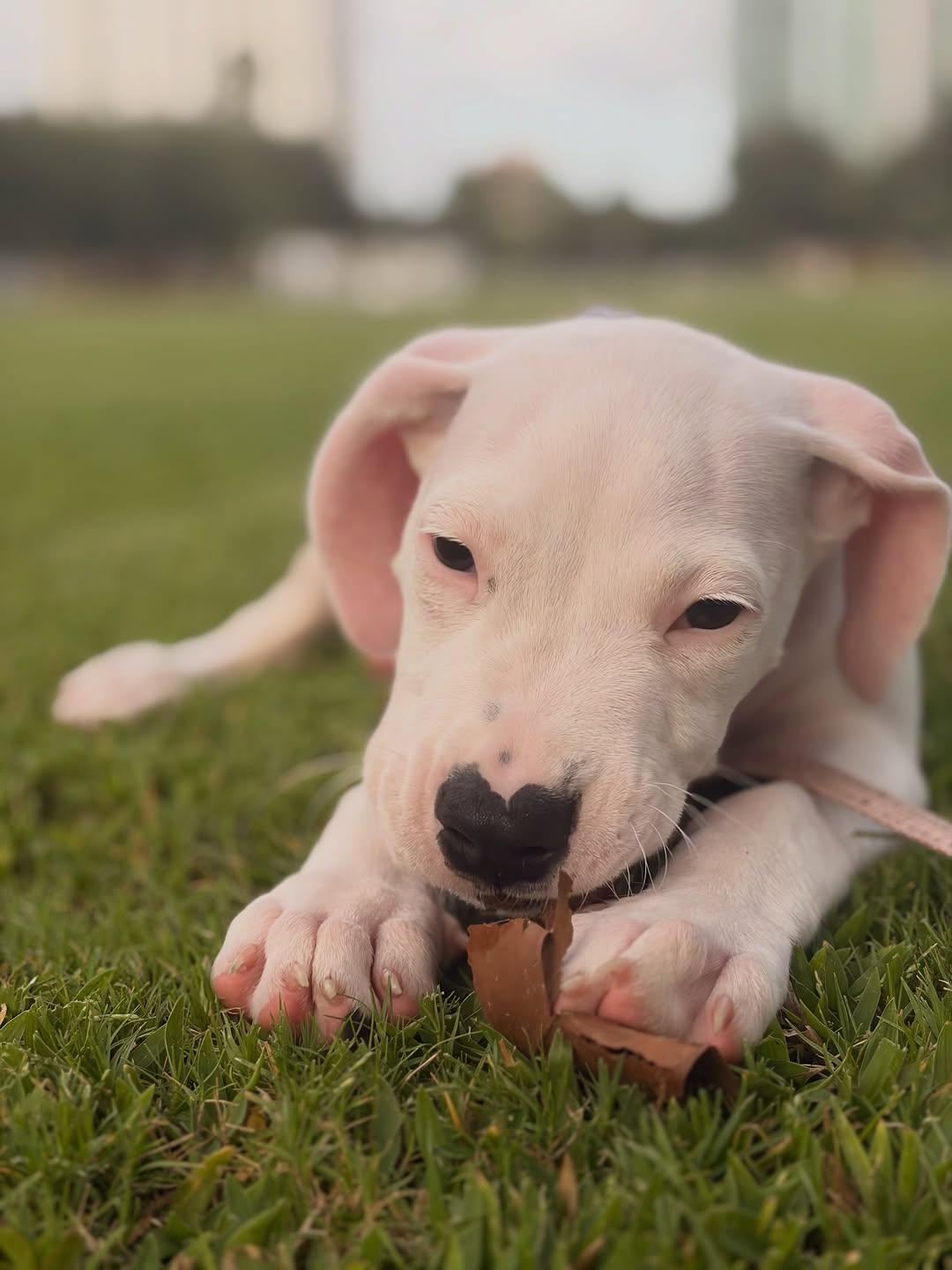Enlarge China, a ADOPTABLE Dogo Argentino in Miami, FL image 6/6