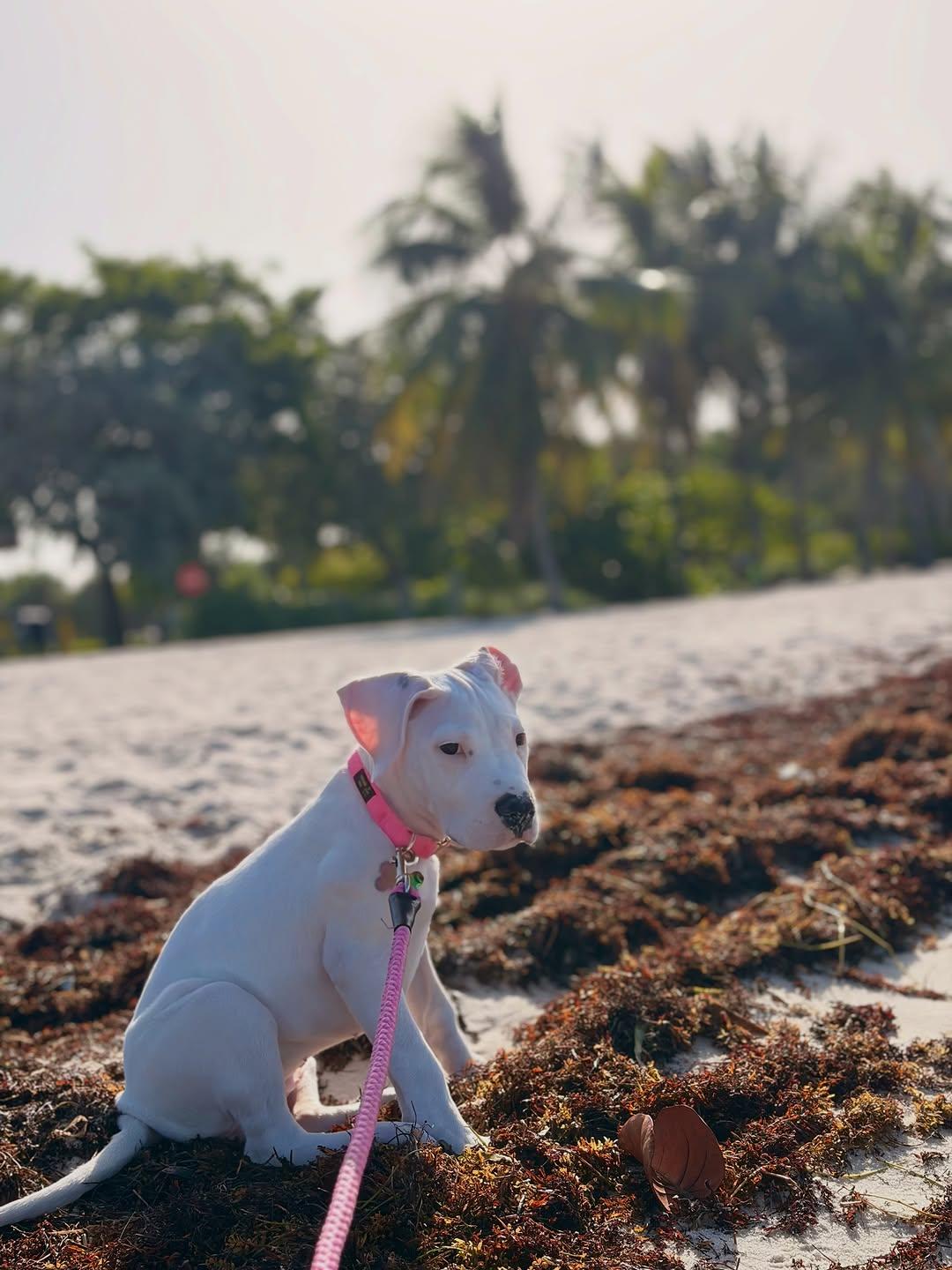 Enlarge China, a ADOPTABLE Dogo Argentino in Miami, FL image 2/6