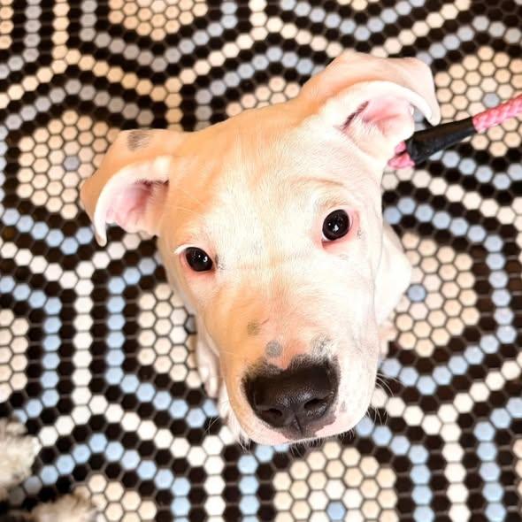 China, Adoptable, Young Female Dogo Argentino.