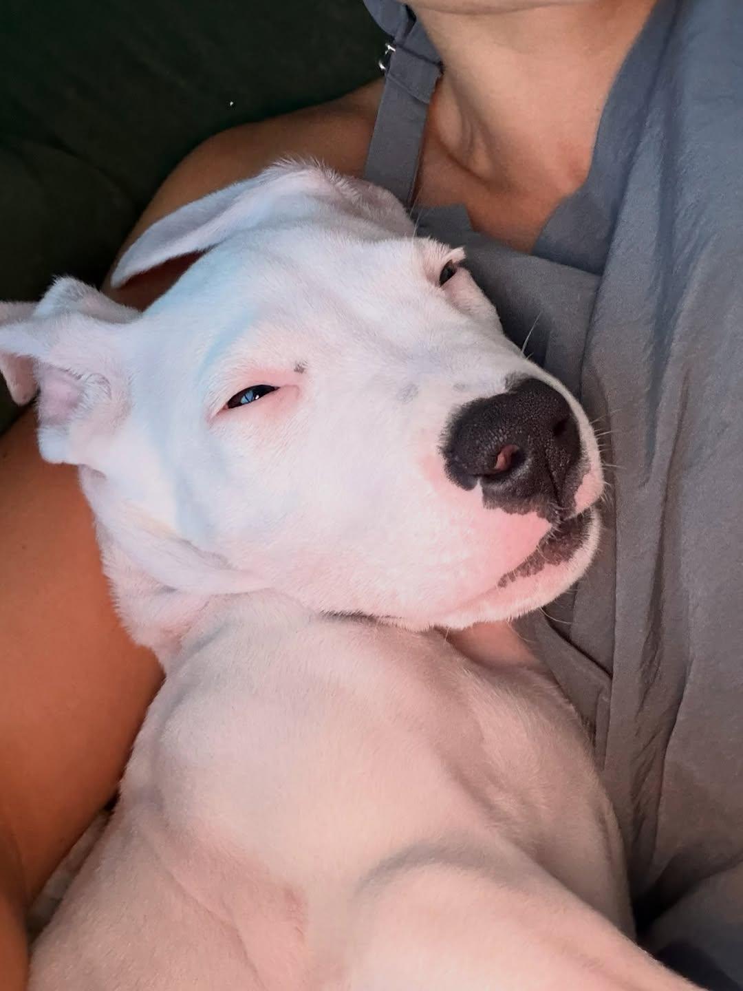 Enlarge China, a ADOPTABLE Dogo Argentino in Miami, FL image 4/6