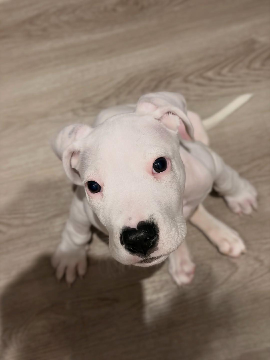 Enlarge China, a ADOPTABLE Dogo Argentino in Miami, FL image 5/6